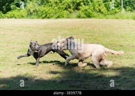 Labradoodle e American Staffordshire Terrier si divertono nel prato Foto Stock