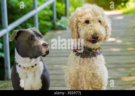 American Staffordshire Terrier e Labradoole Foto Stock