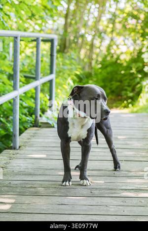 Ritratto di un American Staffordshire Terrier Foto Stock