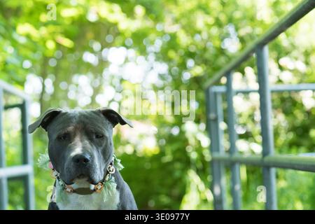 Ritratto di un American Staffordshire Terrier Foto Stock