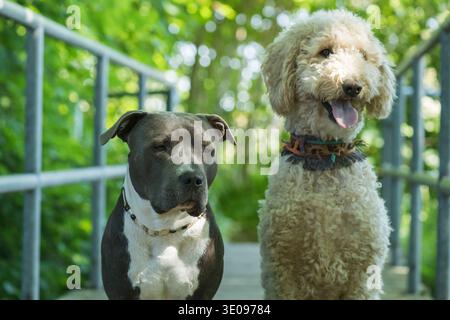 American Staffordshire Terrier e Labradoole Foto Stock