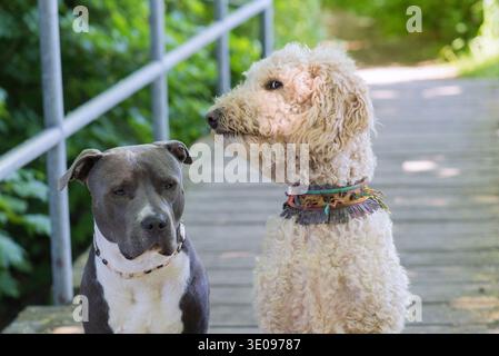 American Staffordshire Terrier e Labradoole Foto Stock