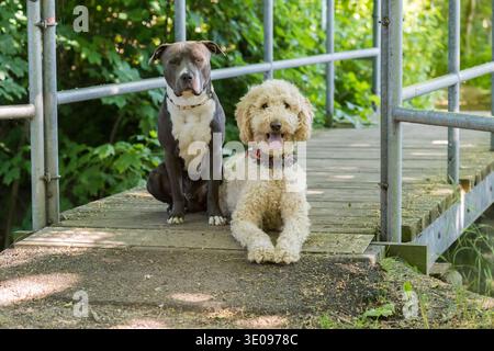 American Staffordshire Terrier e Labradoodle insieme su un ponte di legno Foto Stock
