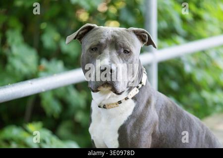 Ritratto di un American Staffordshire Terrier Foto Stock