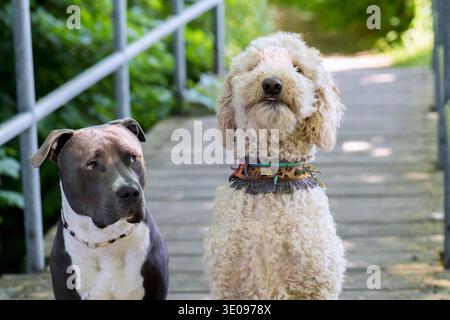 American Staffordshire Terrier e Labradoole Foto Stock