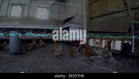 Branco di galline domestiche che si nutrono in cuoio di legno, con alimentatore sospeso e copertura color acqua Foto Stock