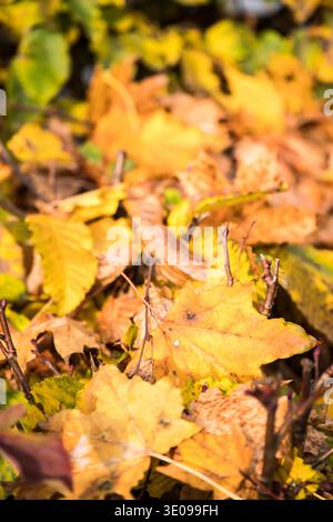 Primo piano di foglie autunnali colorate e selvagge a terra Foto Stock