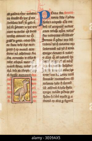 Una pagina di manoscritto miniata del XV secolo, raffigurante probabilmente uno struzzo come illustrazione marginale. Il testo è in latino, con una grande 'P' iniziale decorata e piccole lettere maiuscole rosse e blu, tipiche dei manoscritti medievali. Foto Stock
