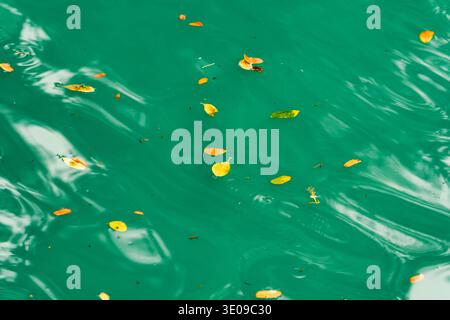 Foglie di giallo autunnale su una superficie dello stagno color smeraldo turchese fondo ondulato Foto Stock
