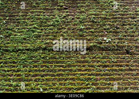 Vecchio muro di mattoni storici con muschio e fondo di texture ricoperto di crescita vegetale Foto Stock