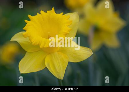 Primo piano di un singolo fiore di narcisi di tromba gialla che punta verso il cielo in marzo Foto Stock