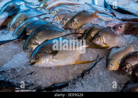 Il pesce fresco è ghiacciato sul ghiaccio tritato. L'argento risplende sotto una luce fredda. I loro occhi riflettono il freddo del mercato. Gli acquirenti potrebbero fare una pausa per ispezionare qu Foto Stock