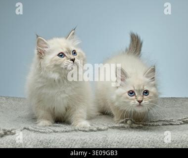 Morbidi gattini bianchi Siberiani (razza Neva Masquerade) con occhi azzurri su sfondo neutro. Grazioso ritratto di gatto domestico purosangue su Foto Stock