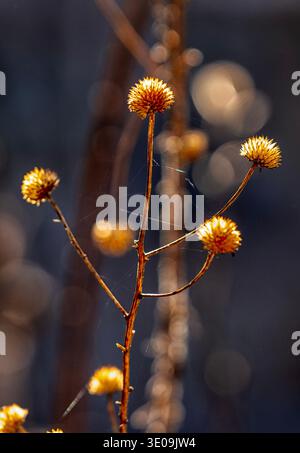 Una vista ravvicinata dei gambi di piante selvatiche Foto Stock