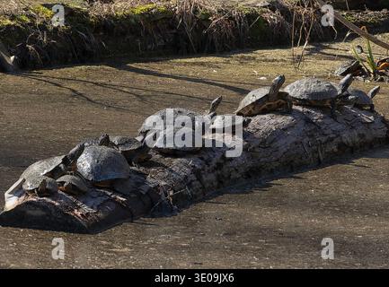 Un gruppo di tartarughe che si crogiolano al sole Foto Stock