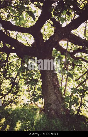 Vecchio e tetro fig tree fotografato dall'interno. Foto Stock