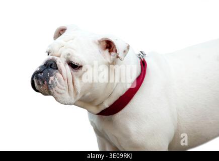 Ritratto di un Bulldog isolato su sfondo bianco. Foto Stock