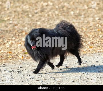 Adorable black pomerania spitz cane in posa all'aperto Foto Stock
