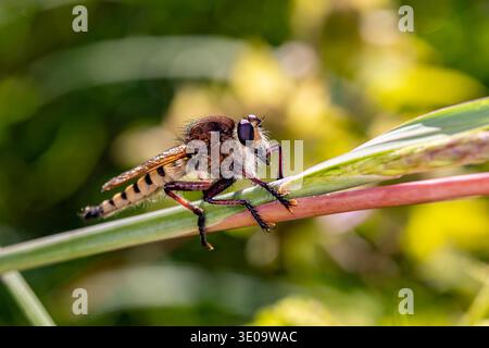 Il primo piano di Robber vola su foglie di piante. Concetto di conservazione di insetti e fauna selvatica, conservazione dell'habitat e giardino di fiori sul retro Foto Stock
