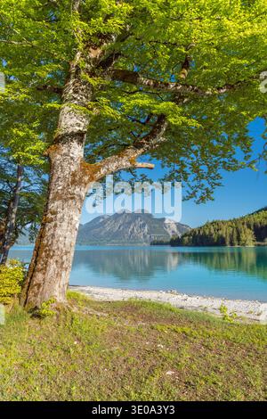 Vista dal Walchensee a Herzogstand (1731 m), alta Baviera, Baviera, Germania Foto Stock