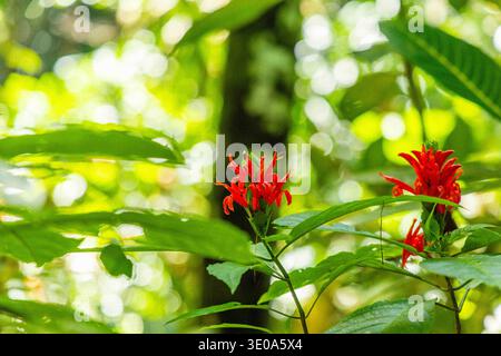 Fiori di coccinea di Pachystachys rossi che crescono nella fitta giungla tropicale, foglie verdi vibranti e morbido sfondo bokeh, ambiente botanico naturale. Foto Stock