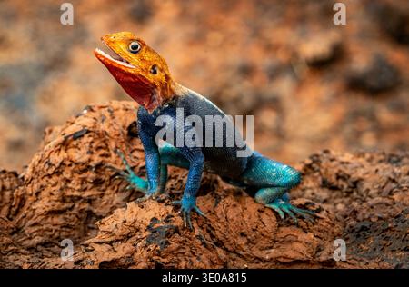 Lucertola colorata agama arroccata su roccia illuminata dal sole, testa arancione e corpo blu, profondità di campo bassa, habitat naturale del deserto da vicino. Foto Stock