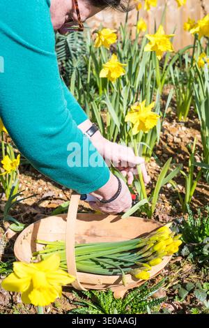 Donna che raccoglie narcisi, narciso "Tamara", che cresce nel suo giardino fiorito da utilizzare come fiori recisi. Foto Stock