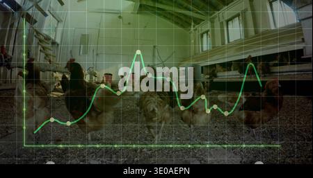Galline ovaiole che si spostano attraverso la stalla con nidi, sovrapposizione di grafici verdi traslucidi Foto Stock