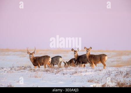 Il cervo mulo delle Montagne Rocciose (Odocoileus hemionus) fa il foraggio su praterie innevate in inverno, Saskatchewan nel Canada occidentale Foto Stock