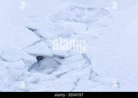 Frammenti di ghiaccio rotti sotto uno spesso strato di polinya ricoperta di neve fresca, creando una superficie fredda e strutturata di colore blu con un sottile senso di pericolo e myst Foto Stock