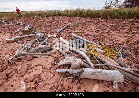 Detriti da spiaggia e palude, Prince Edward Island, Canada. Foto Stock