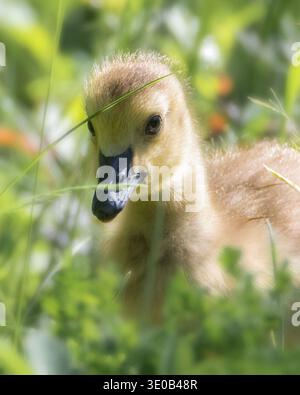 Primo piano estremo di Canada Goose gosling sull'erba nelle giornate di sole Foto Stock