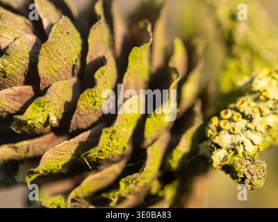 Primo piano del cono di pino coperto di muschio con lichene. La luce del sole mette in risalto la consistenza e i toni verdi naturali. Il punto focale mostra scale complesse e gr. Organica Foto Stock