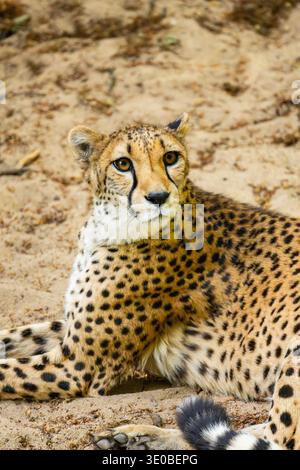 Cheetah (Acinonyx jubatus) che giace a terra, Germania Foto Stock