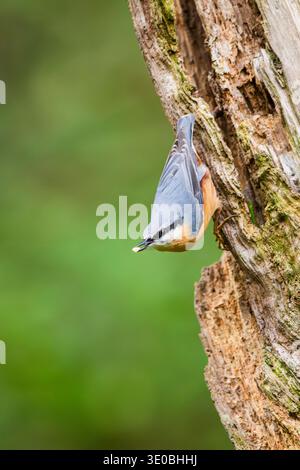 Nuthatch eurasiatico (Sitta europaea) seduto su un vecchio tronco di alberi di wrotten in una palude, Baviera, Germania, Europa Foto Stock