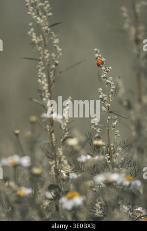 Coccinella singola (Coccinellidae) su erba di mughetto (Artemisia Vulgaris) in un prato con margherite bue (Leucanthemum Vulgare), atmosfera suggestiva, pastello Foto Stock