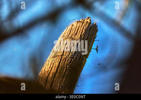 Tronco di legno intempiato riflesso nell'acqua blu alla riserva di osservazione degli uccelli Foto Stock