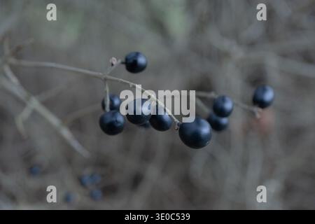 Primo piano di piccoli frutti di bosco neri che crescono su un ramo sottile con un morbido sfondo naturale sfocato, macchia boschiva autunnale. Foto Stock