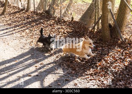 Due cani piccoli che corrono e giocano su un sentiero nella foresta ricoperto di foglie autunnali in una giornata di sole. Foto Stock