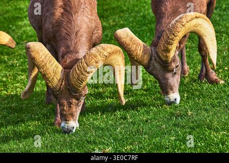 Pecora di Bighorn che pascolano su Lush Grass a Hemenway Park, Nevada, da vicino Foto Stock