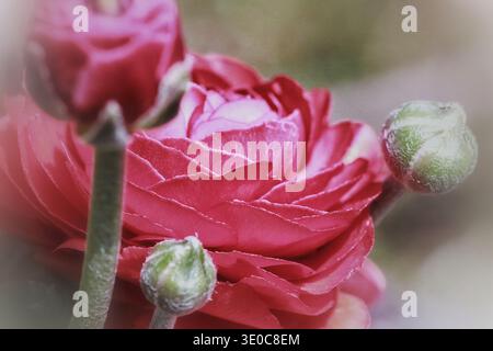 Primo piano di un fiore ranunculus rosso con piccoli boccioli e un morbido sfondo sfocato in luce naturale. Foto Stock