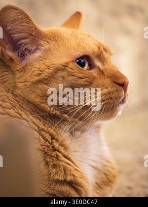 Ritratto di gatto domestico tabby arancione in una calda luce interna che guarda con attenzione di lato. Foto Stock