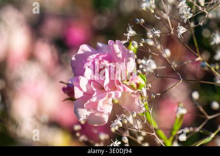 Delicato rosa rosa fiorisce con piccoli fiori bianchi e morbido sfondo bokeh Foto Stock
