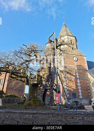 La famosa Cappella quercia accanto alla torre della chiesa di Allouville-Bellefosse, in Normandia, uno degli alberi più antichi della Francia - 11 marzo 2026. Foto Stock
