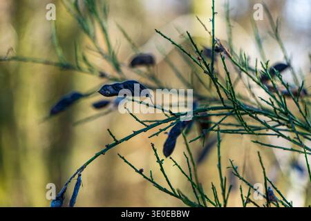 Vista ravvicinata di sottili rami verdi con baccelli di semi secchi che crescono nella foresta. Foto Stock