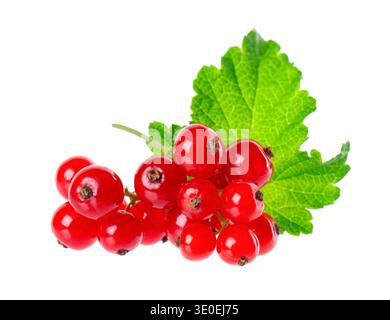 Ribes rosso isolato su sfondo bianco. Ribes rosso o Ribes rubrum bacche mature con foglie verdi Foto Stock