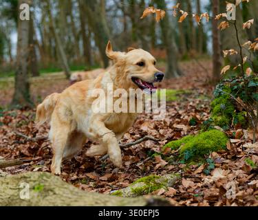 Golden Retriever che corre nel bosco Foto Stock