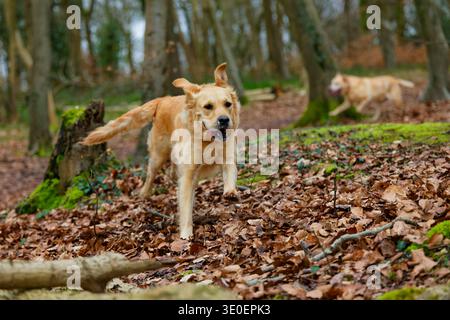 Golden Retriever che corre nel bosco Foto Stock