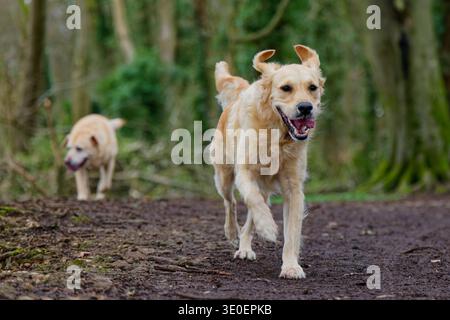 Golden Retriever che corre nel bosco Foto Stock