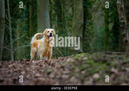 Golden Retriever in piedi nel bosco Foto Stock